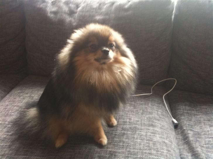 Pomeranian Chardame's Boo Boo - Åhh skal nok MOAR !!! billede 3