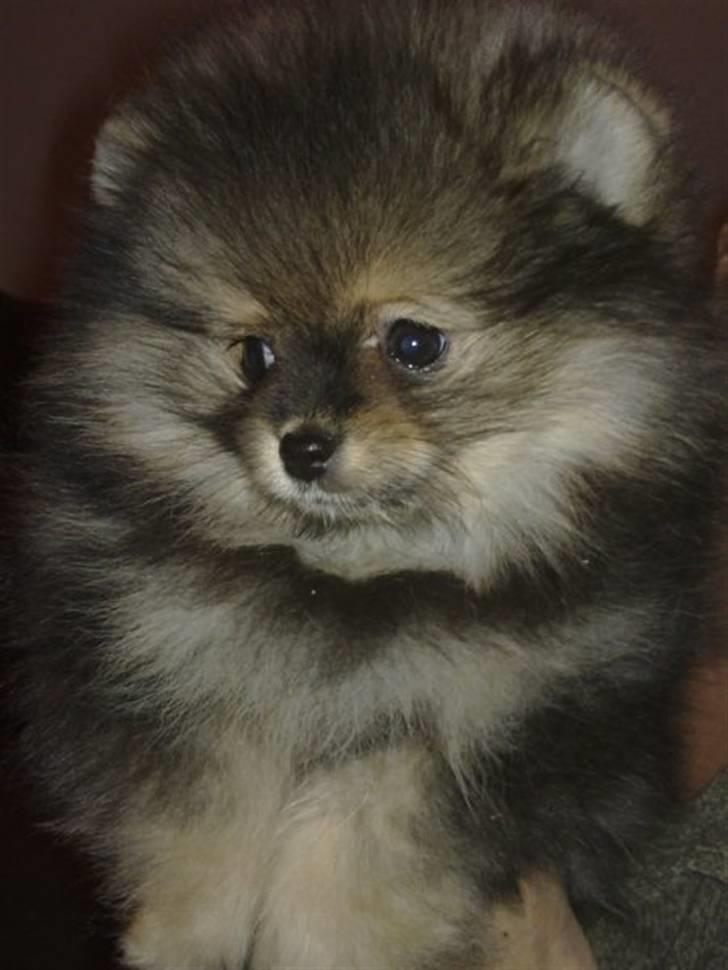Pomeranian Chardame's Boo Boo billede 4