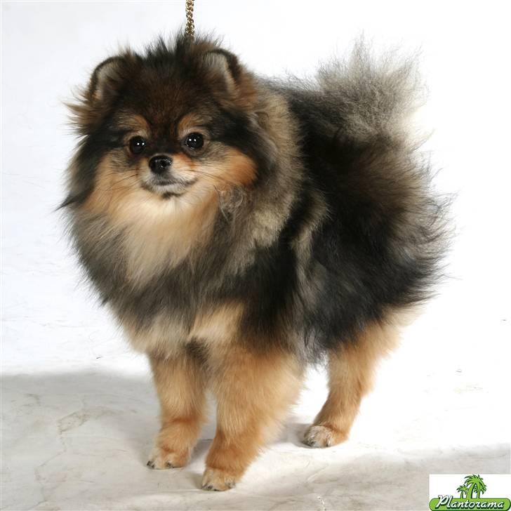 Pomeranian Chardame's Boo Boo billede 5