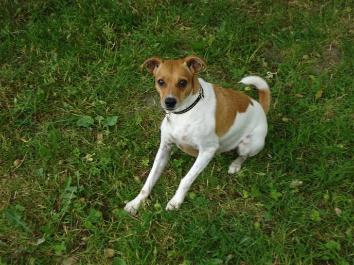 Dansk svensk gaardhund Angel billede 16