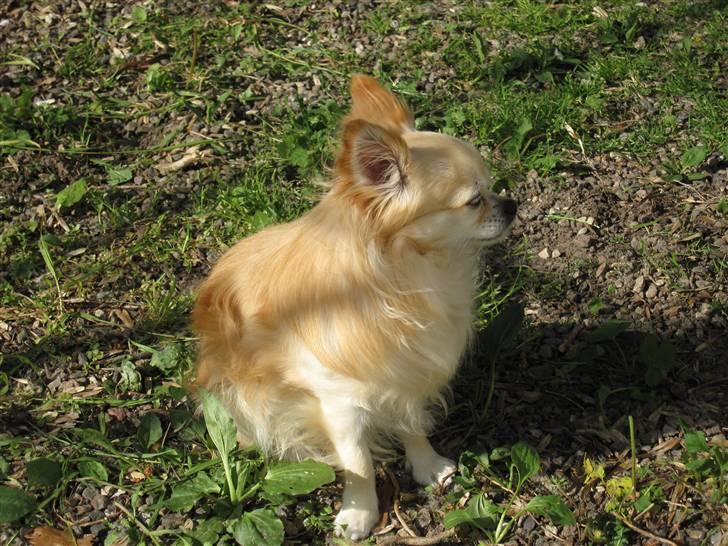 Chihuahua Vaks billede 2