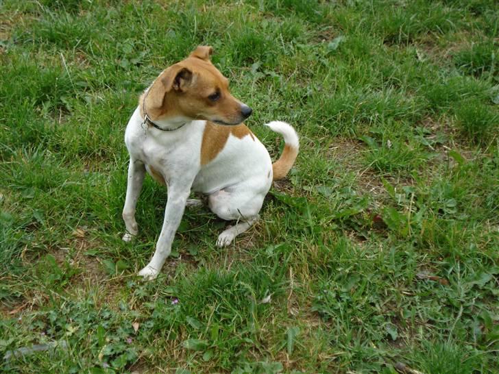 Dansk svensk gaardhund Angel billede 17