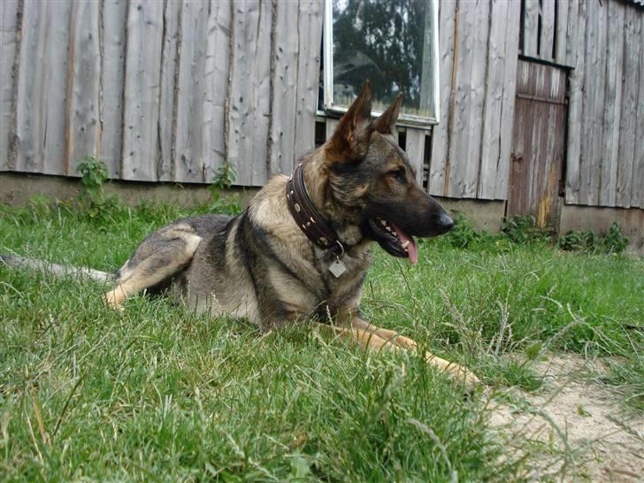 Schæferhund Zacho billede 8