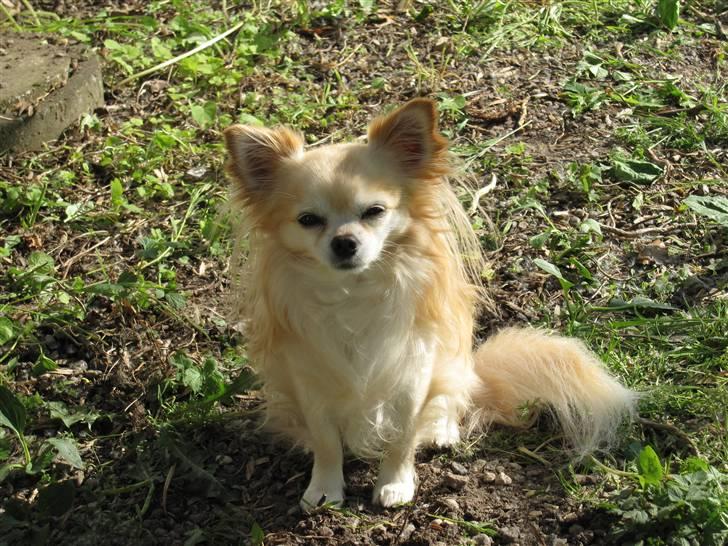 Chihuahua Vaks billede 3