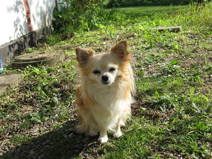 Chihuahua Vaks billede 4