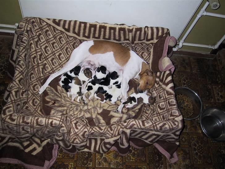 Dansk svensk gaardhund Angel billede 18