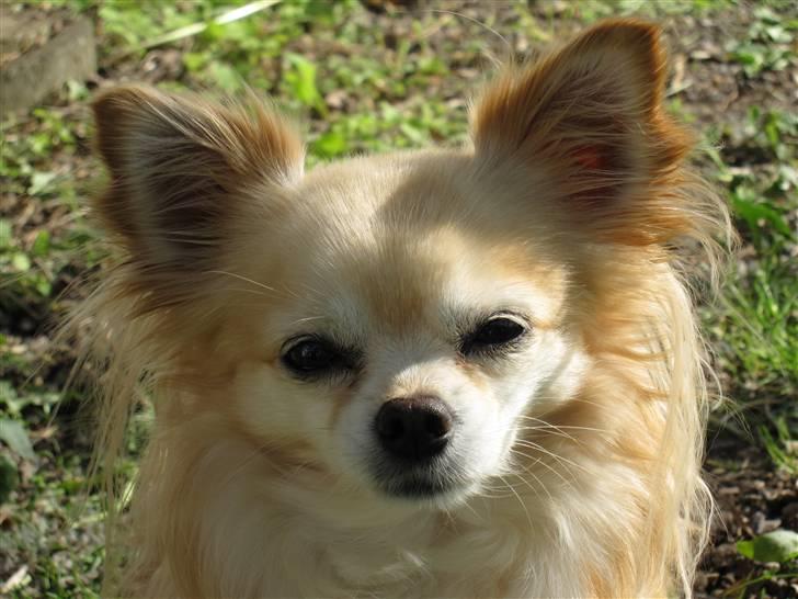 Chihuahua Vaks billede 5