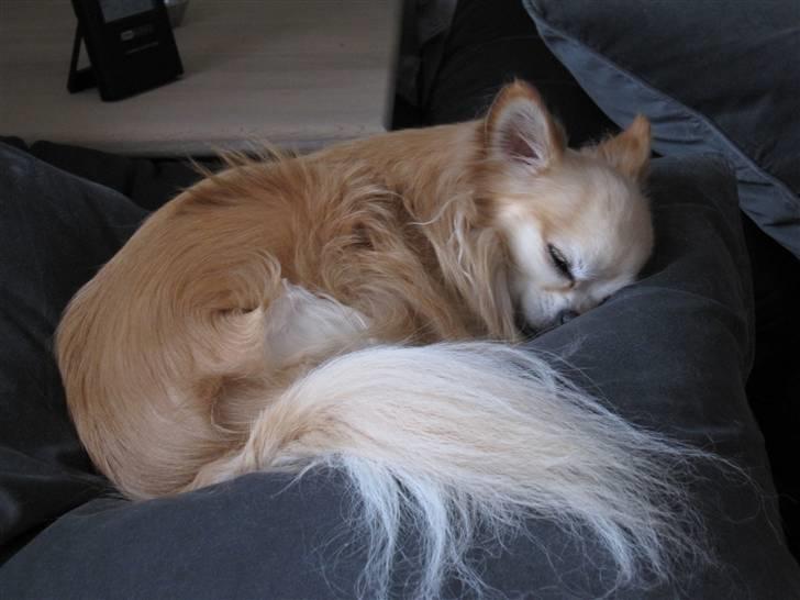 Chihuahua Vaks billede 6