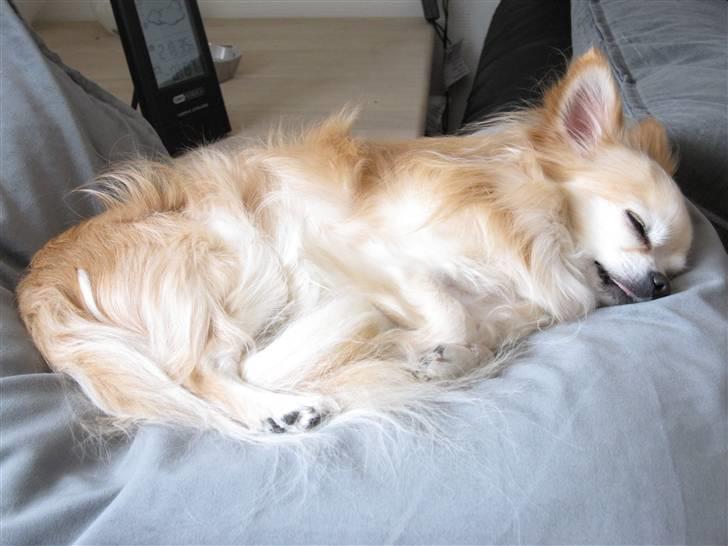 Chihuahua Vaks billede 7