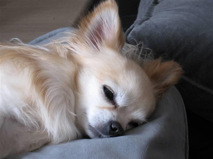 Chihuahua Vaks billede 8