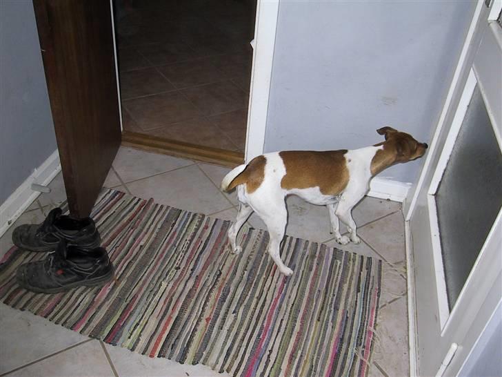 Dansk svensk gaardhund Angel billede 19