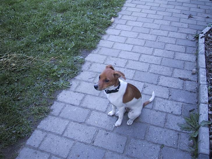 Dansk svensk gaardhund Angel billede 20