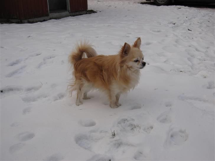 Chihuahua Vaks billede 9