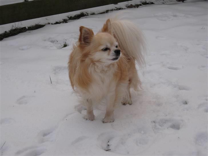 Chihuahua Vaks billede 10