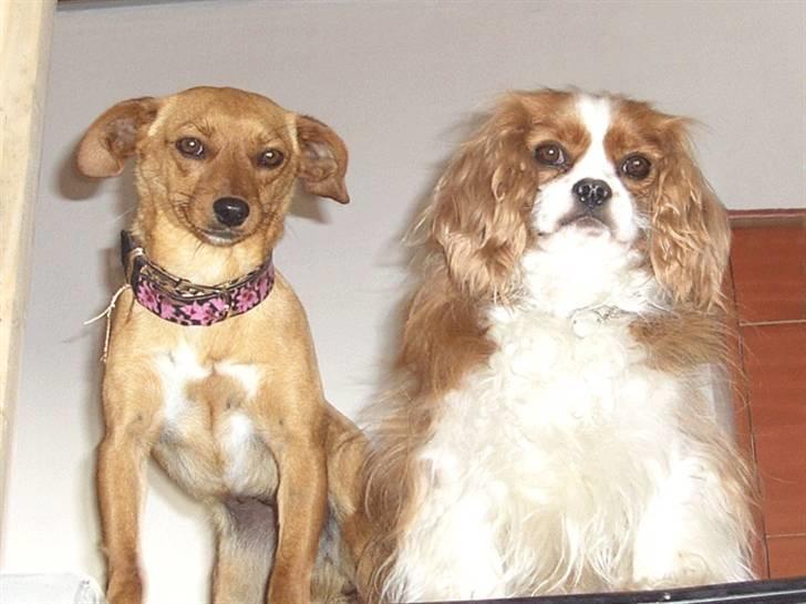 Cavalier king charles spaniel Buster R.I.P. 18/01-11 billede 19