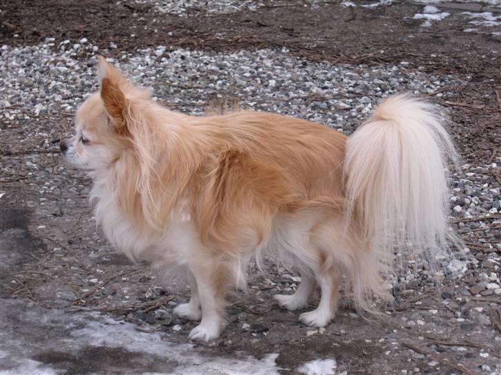 Chihuahua Vaks billede 11