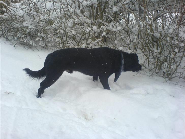 Blanding af racer konjak R.I.P billede 18