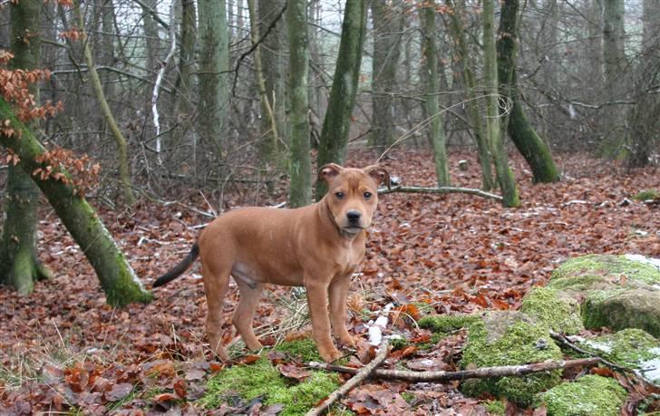 Staffordshire bull terrier Miloševic    (Milo) - Efterår i skoven billede 11