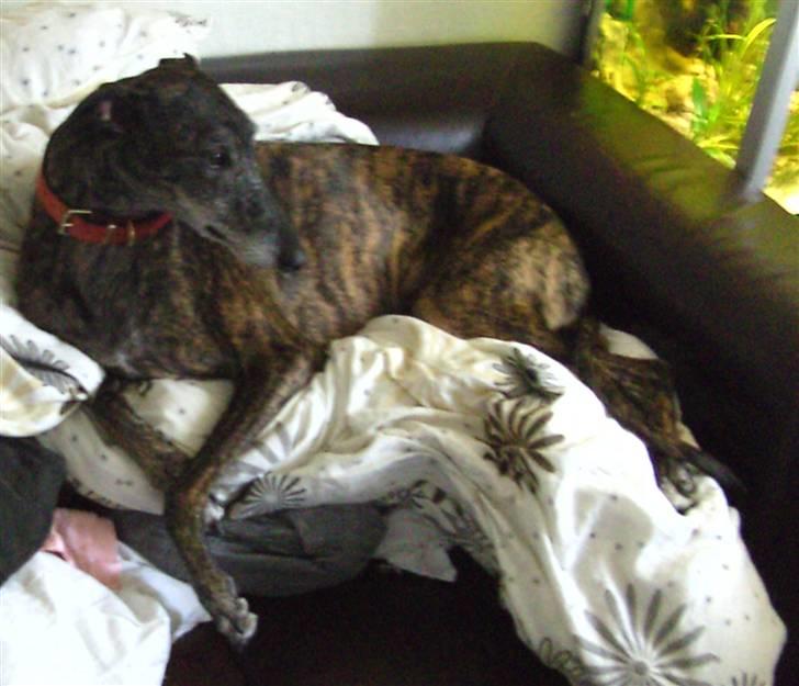 Galgo español Himmelhund Sade billede 20