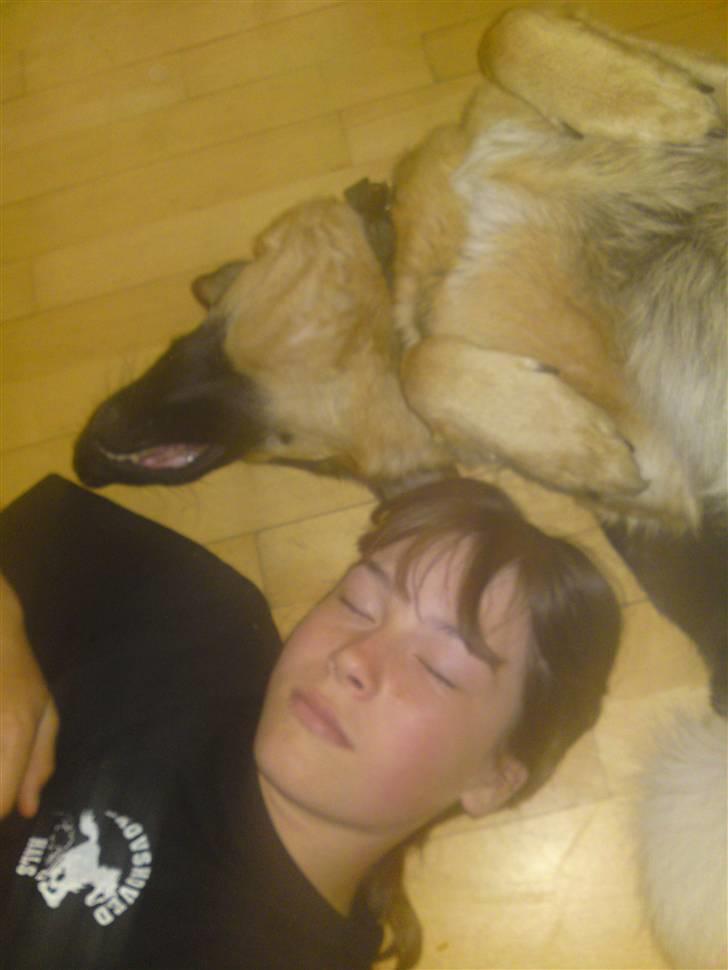 Schæferhund Leika billede 8