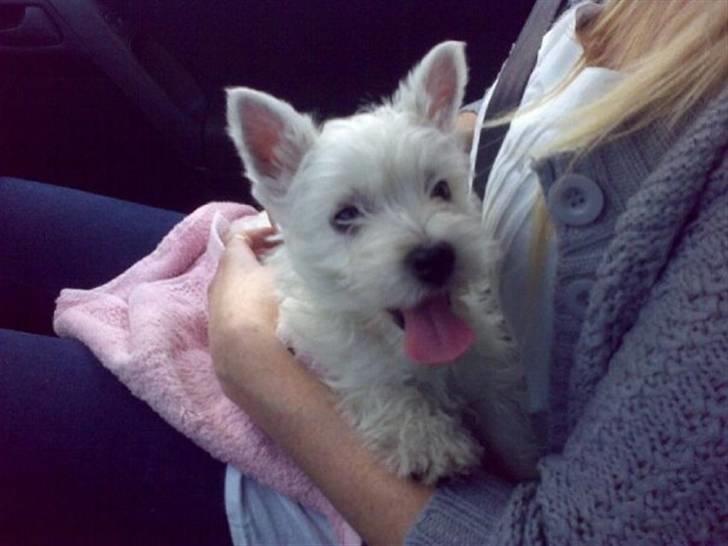West highland white terrier Bella - Da vi hentede vores lille baby billede 1