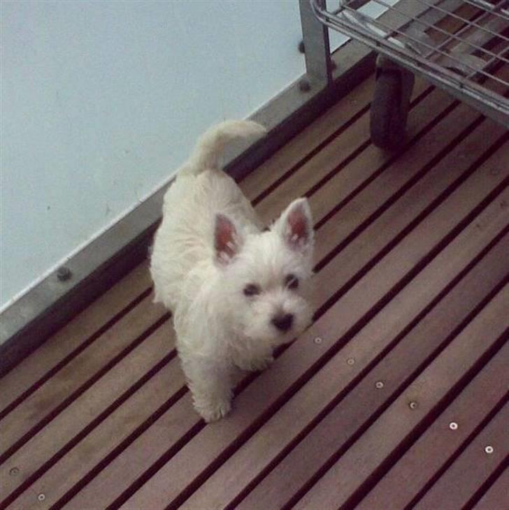 West highland white terrier Bella billede 2