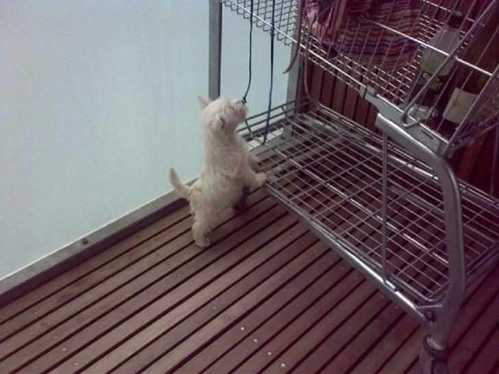 West highland white terrier Bella billede 3