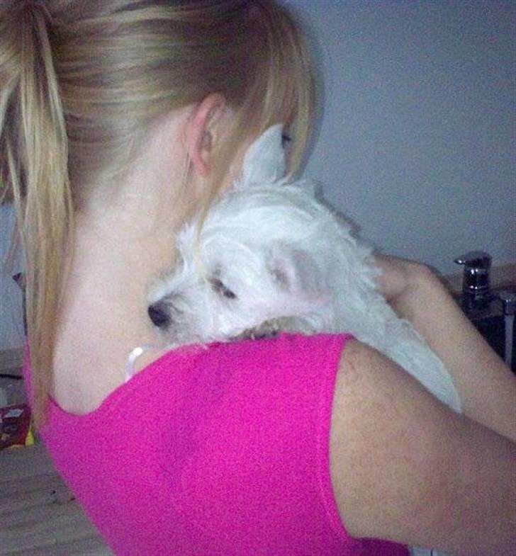 West highland white terrier Bella billede 4