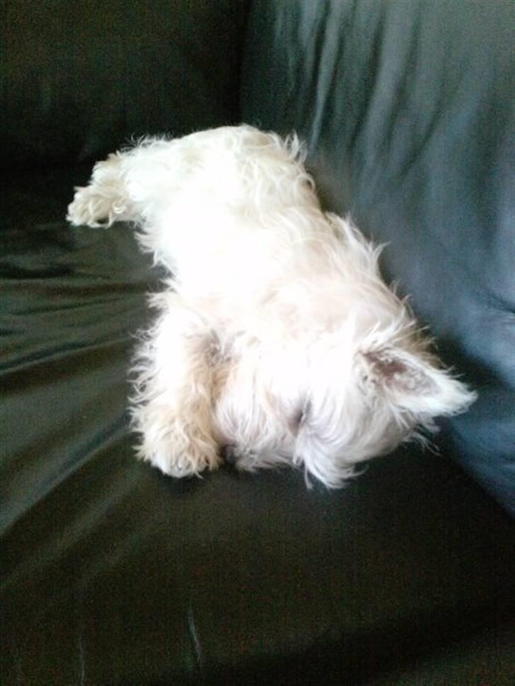 West highland white terrier Bella billede 5