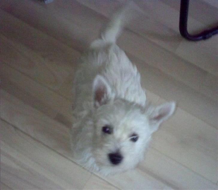 West highland white terrier Bella billede 6