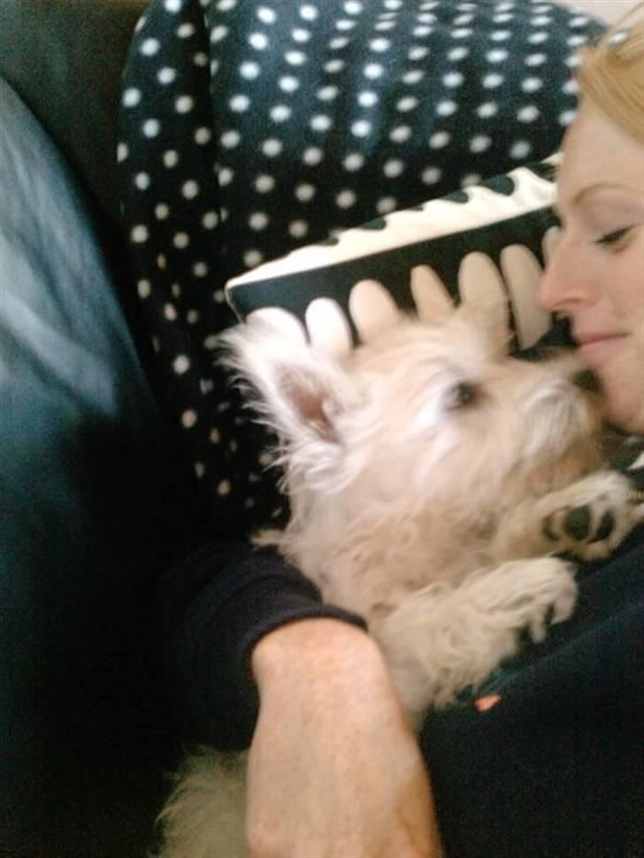 West highland white terrier Bella billede 7