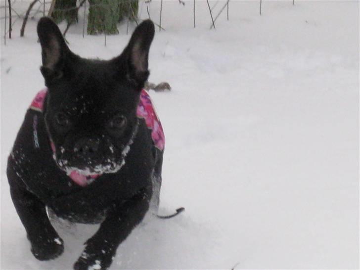 Fransk bulldog Caja - Fuld fart over feltet... billede 10