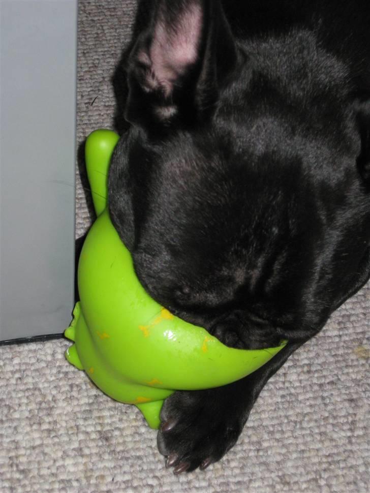 Fransk bulldog Caja - Åhhh det er godt når man kan æde et pivedyr i ny og næ... billede 11