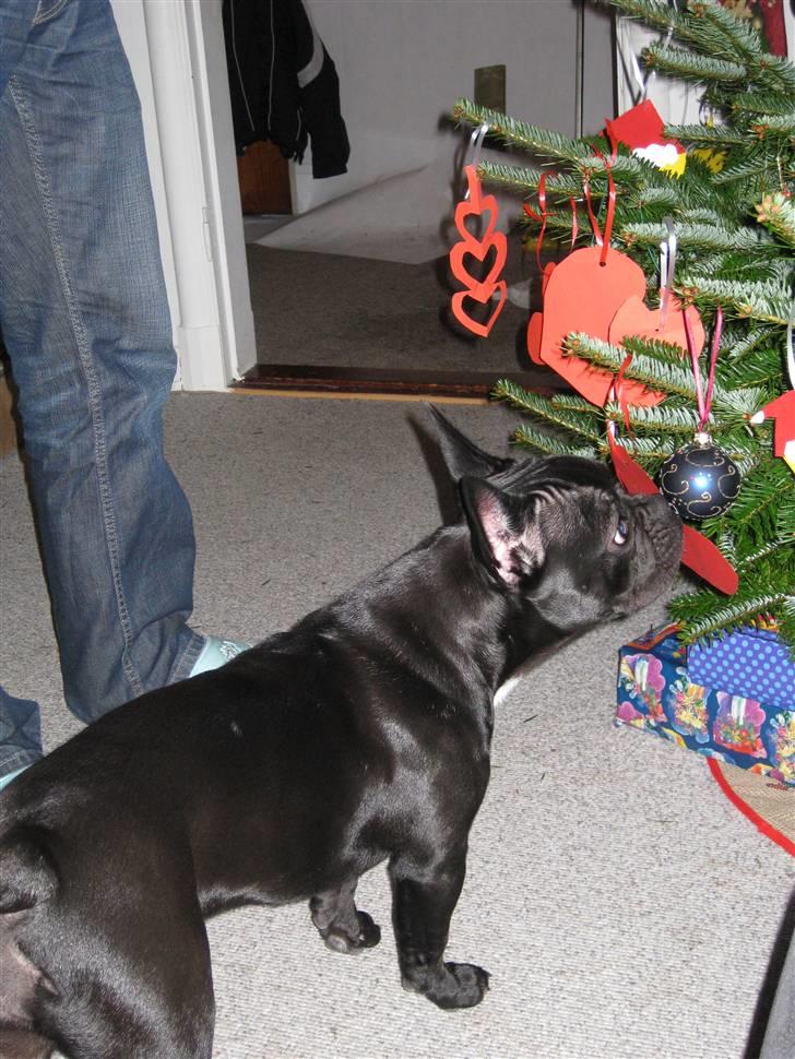 Fransk bulldog Caja - Hva er nu det de har slæbt herind?? billede 12