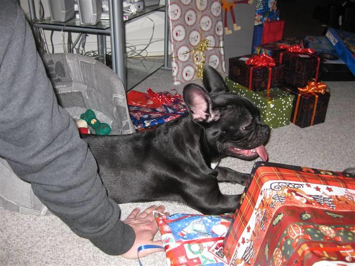 Fransk bulldog Caja - Hvad er det lige med alle de gaver??? billede 13
