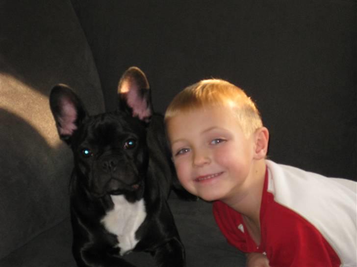 Fransk bulldog Caja - Hygge med Oliver på sofaen billede 14