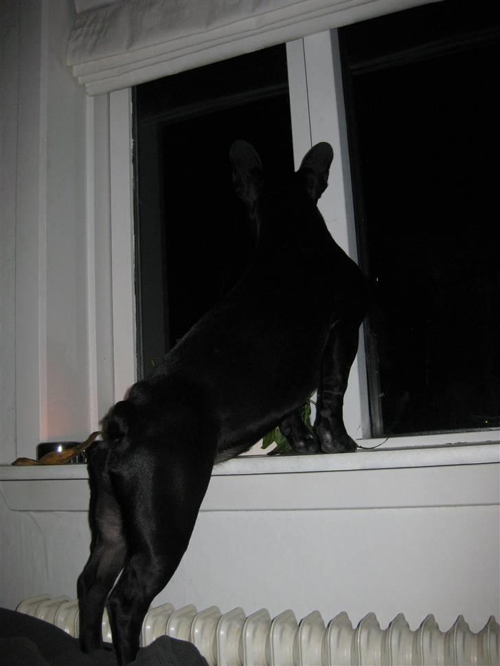 Fransk bulldog Caja - Vagthund der følger med i hvad der sker ude på gaden. billede 15