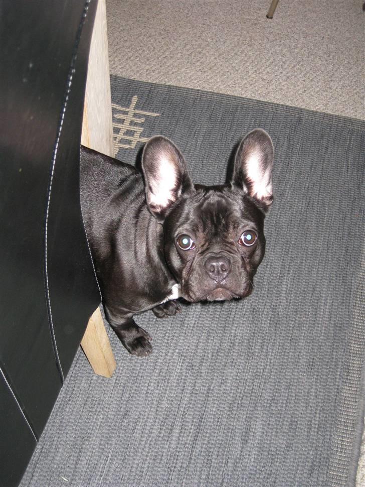 Fransk bulldog Caja - HEJ billede 16