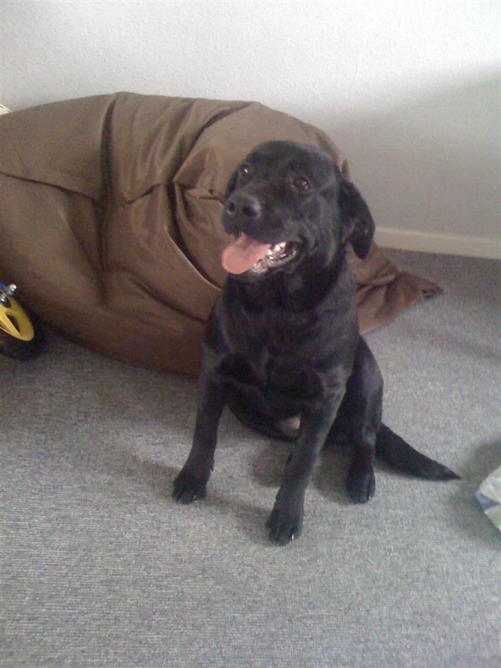 Labrador retriever Basse billede 1