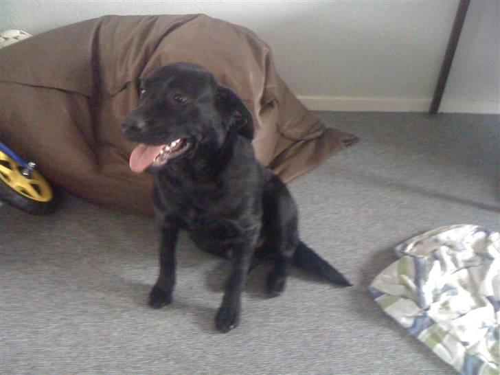 Labrador retriever Basse billede 2