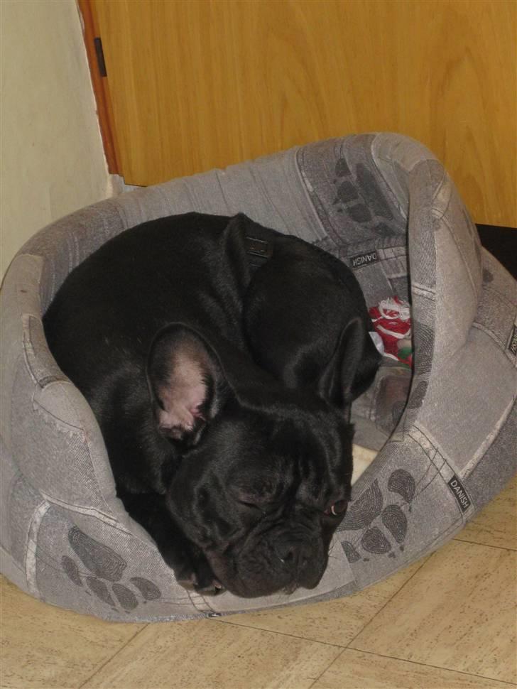 Fransk bulldog Caja - Sover lige med det ene øje åbent... billede 17