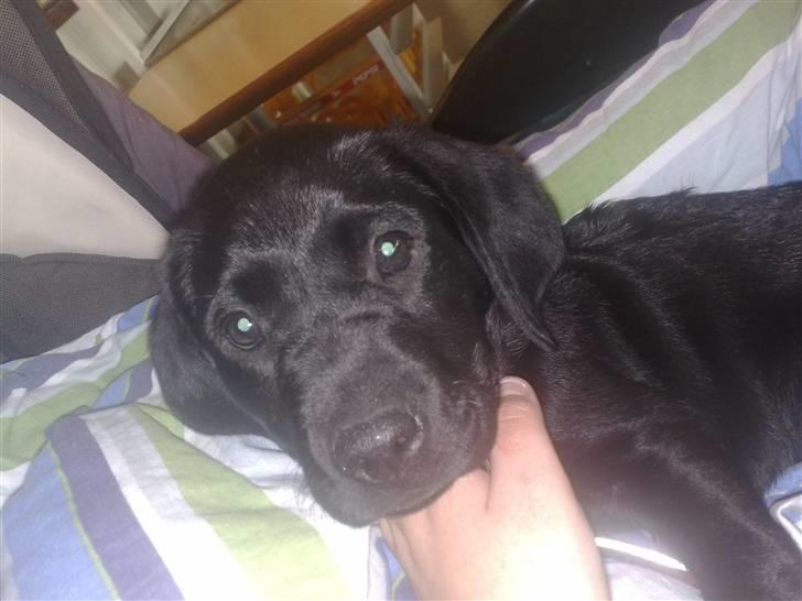 Labrador retriever Basse billede 3
