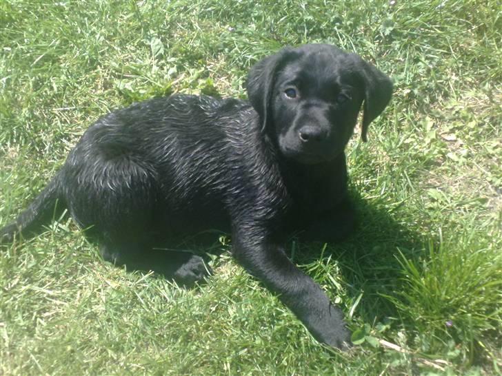 Labrador retriever Basse billede 4