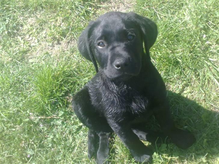 Labrador retriever Basse billede 5