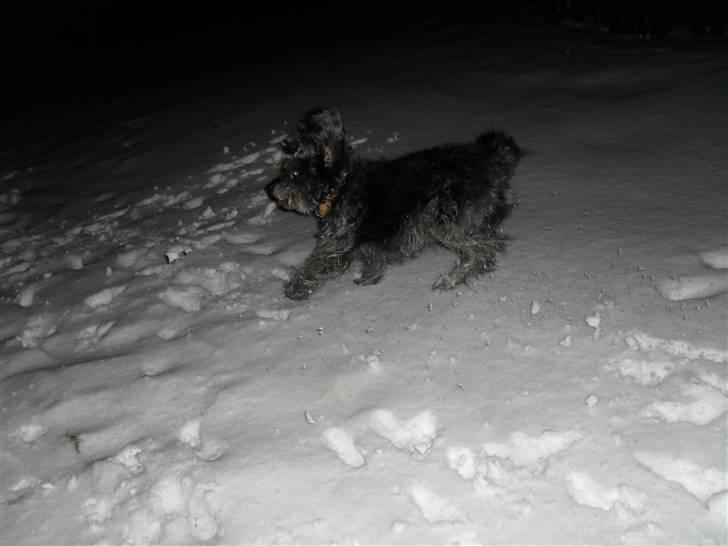 Blanding af racer Max <3 *himmelhund* - Vild i sneen :b 27012010 billede 12