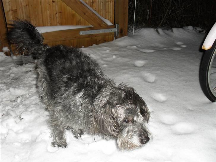 Blanding af racer Max <3 *himmelhund* - Vild i sneen :b 27012010 billede 13