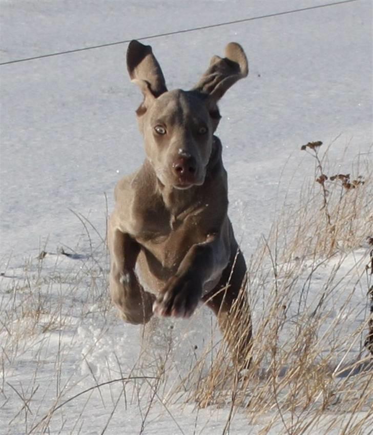 Weimaraner Hot Shoots Kaisa - Kaisa i sne. billede 1