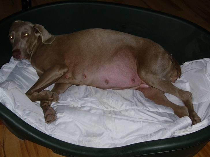 Weimaraner Hot Shoots Kaisa - Ugen før hun blev født billede 2