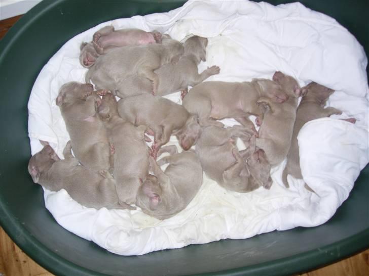 Weimaraner Hot Shoots Kaisa - 3 dage gammel med sine 11 søskende. billede 3