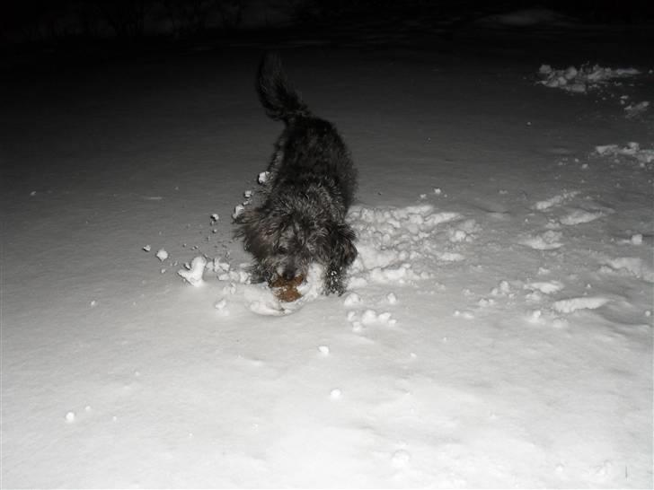 Blanding af racer Max <3 *himmelhund* - Vild i sneen :b 27012010 billede 14